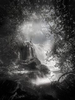 Veil of the Vanishing Forest